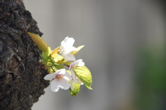 と思ったら・・・・