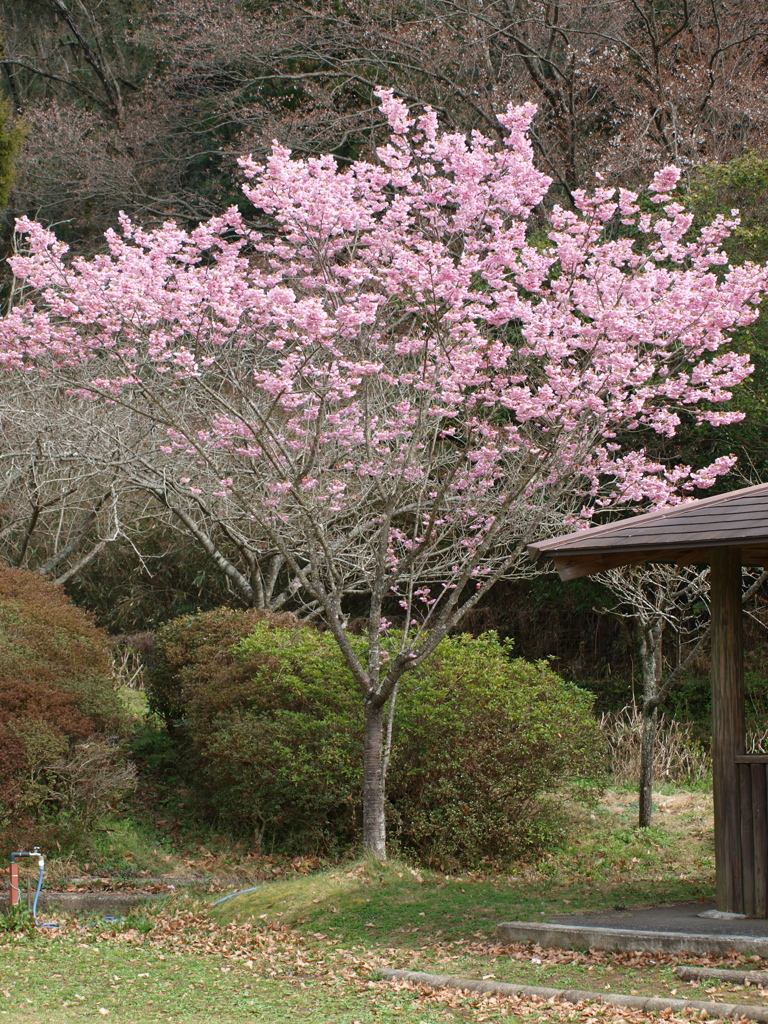和歌山県植物公園の陽光桜