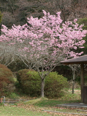 和歌山県植物公園の陽光桜