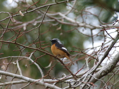 和歌山県植物公園のジョウビタキ