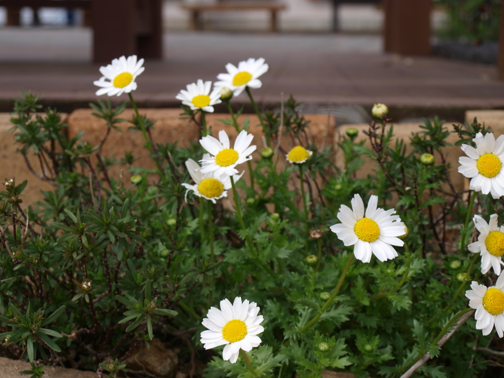 和歌山県植物公園