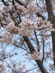 桜1