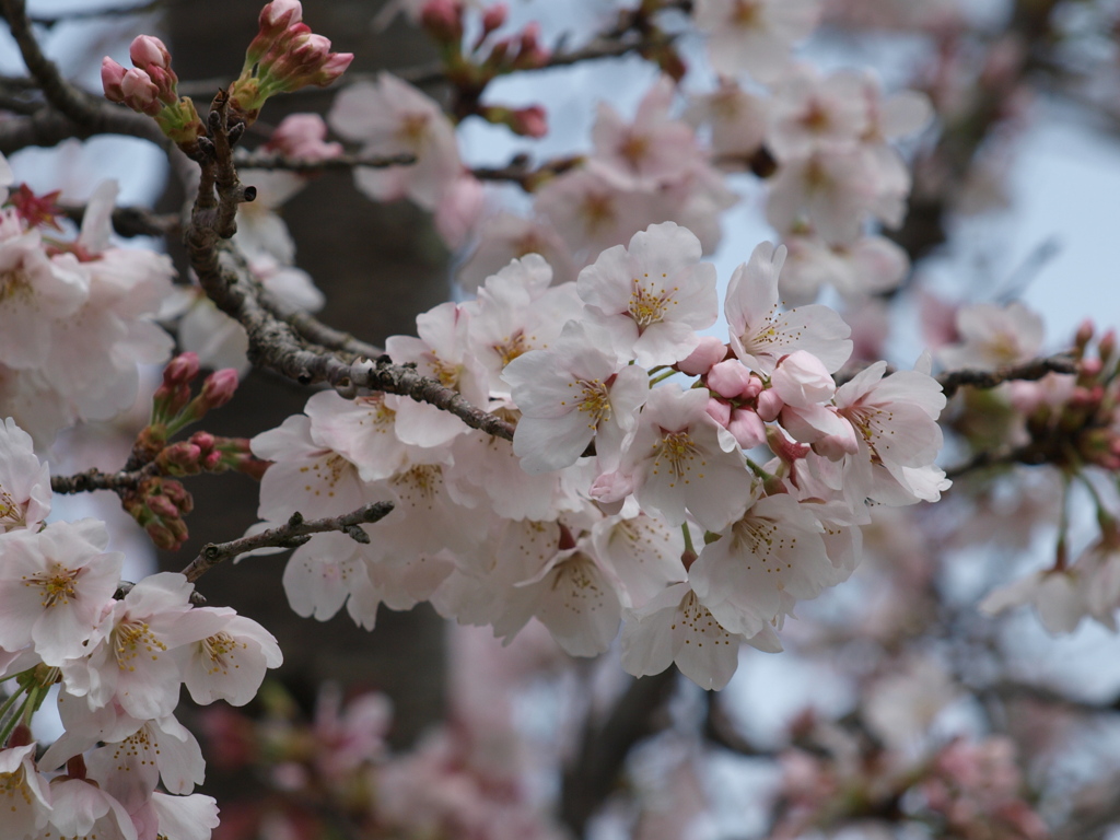 桜