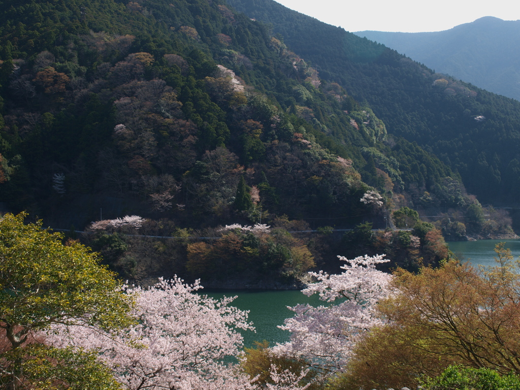 桜と吉野川