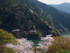 桜と吉野川