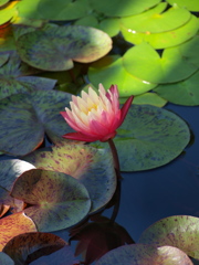 水生植物公園にて