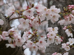桜2