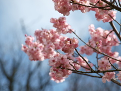 和歌山県植物公園の陽光桜