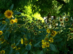 水生植物公園にて