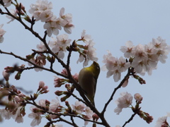 メジロと桜