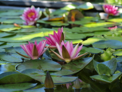 水生植物公園にて