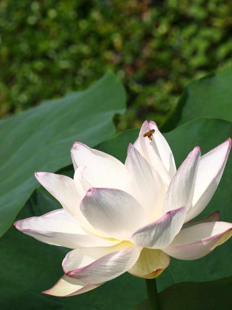 水生植物公園にて