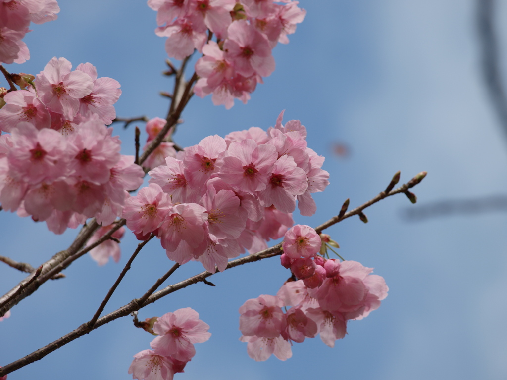 和歌山県植物公園の陽光桜