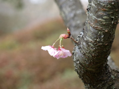 和歌山県植物公園の陽光桜
