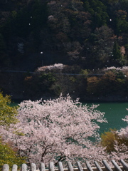 舞う花びら2