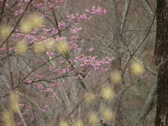 和歌山県植物公園