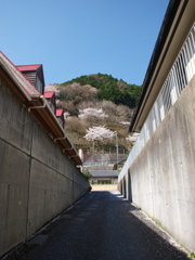 山の桜
