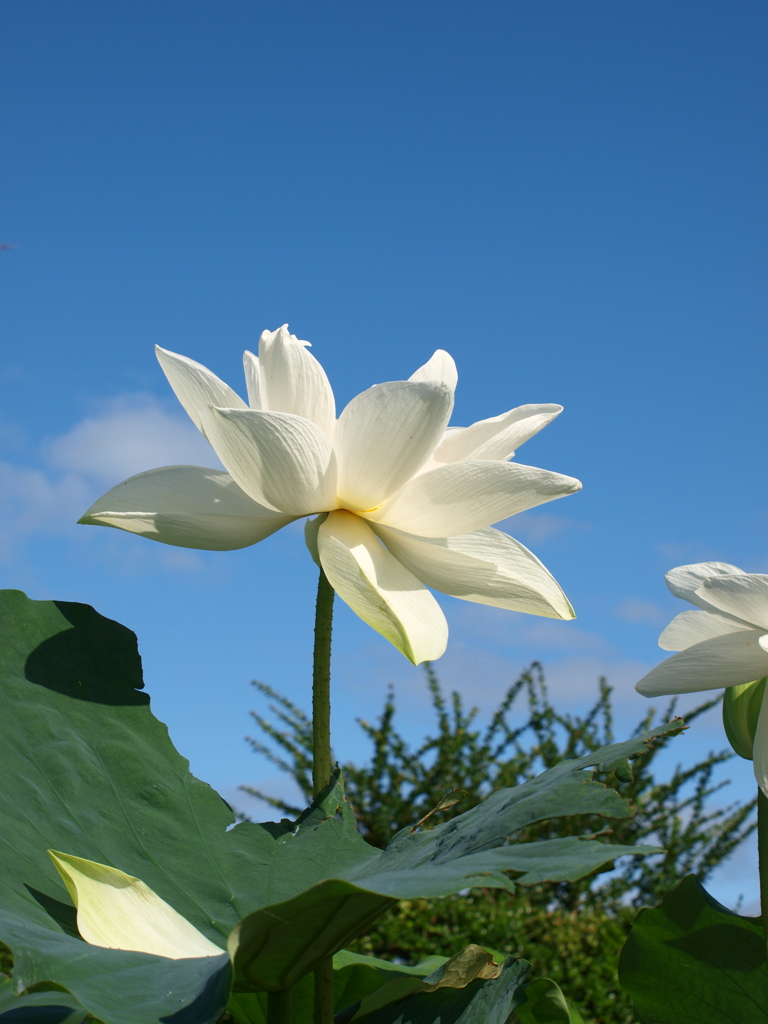 水生植物公園にて