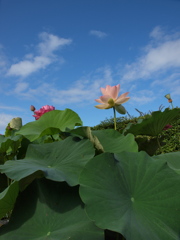 水生植物公園にて