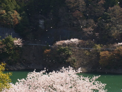 舞う花びら1