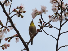 メジロと桜２