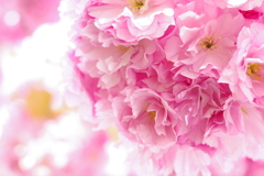 八重桜
