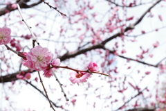 梅