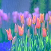 チューリップ②