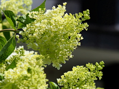 紫陽花に似て・・・