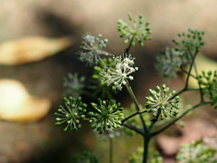 ウドの種