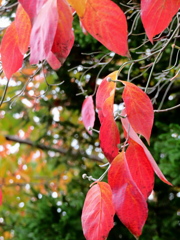 眠りにつく前に