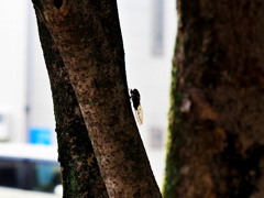 夕方の公園