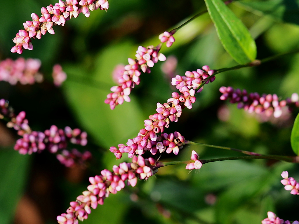 たくさんのお赤飯