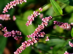 たくさんのお赤飯