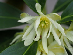 シキミの花