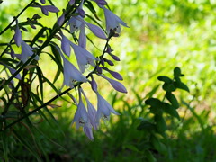 木蔭で咲く