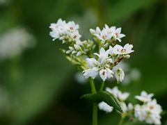 蕎麦畑 (2)