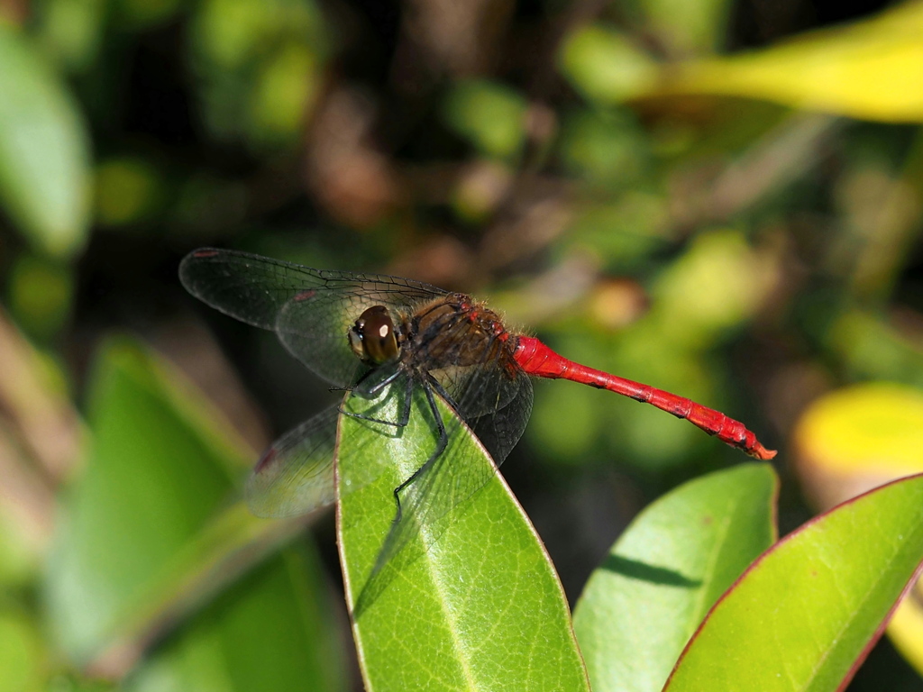細いところが好き？