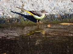 遠くにいるのは？