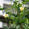 蕾がいっぱい