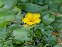 池で