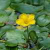 池で