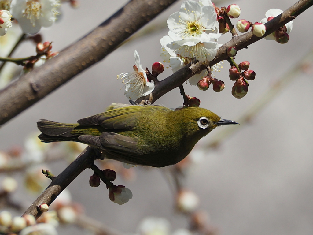次はどの花？