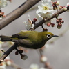 次はどの花？