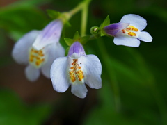 苔ではないけれど