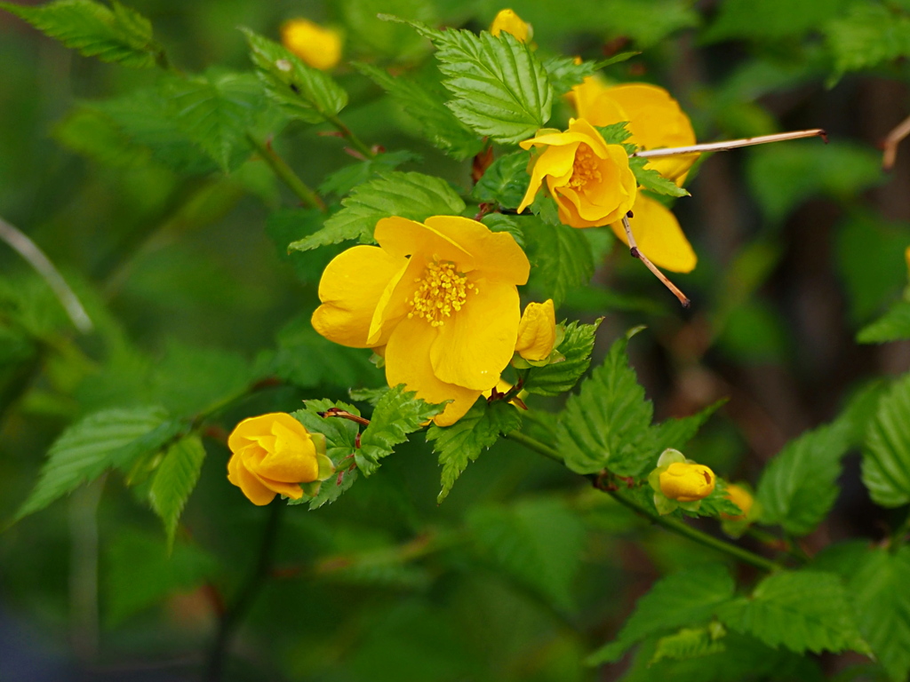 ヤマブキの花