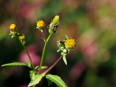 ひっつき虫になる前