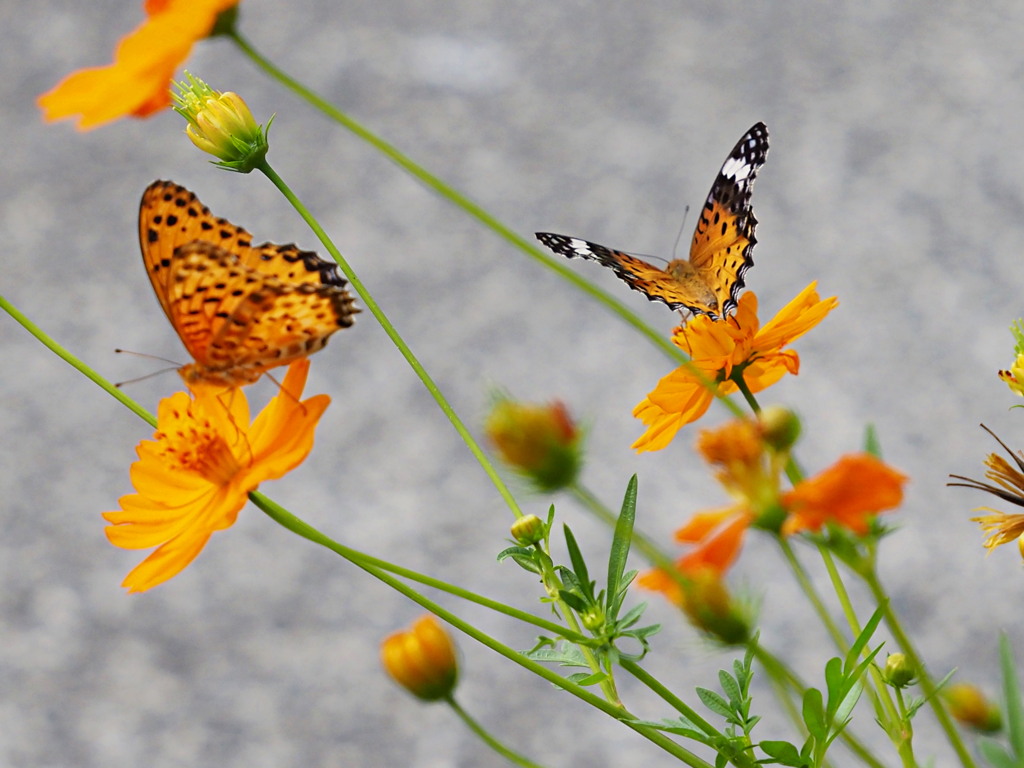 キバナコスモスの花壇で　その①