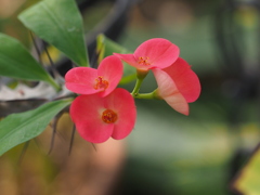 ハナキリンの思い出