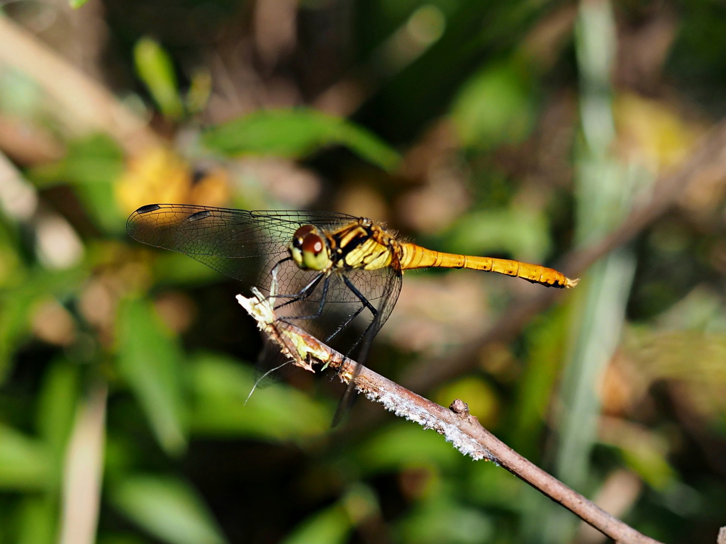 まだ飛んでいてね。